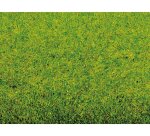 Noch 00010 Grasmatte Frühlingswiese