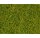 NOCH 08363 Streugras hellgrün 20g