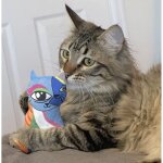 KONG Artz Kahlo / Picasso (2-pack) Katzenminzenspielzeug