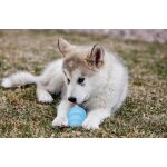 KONG Puppy Assorti aus Naturkautschuk XS