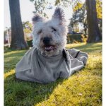 Royal Dry Doggy Bag Trockenbeutel M