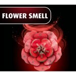 Revell 00631 Flowers Dream of Roses - Holzblumen